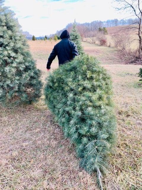 Man dragging chopped down Christmas tree